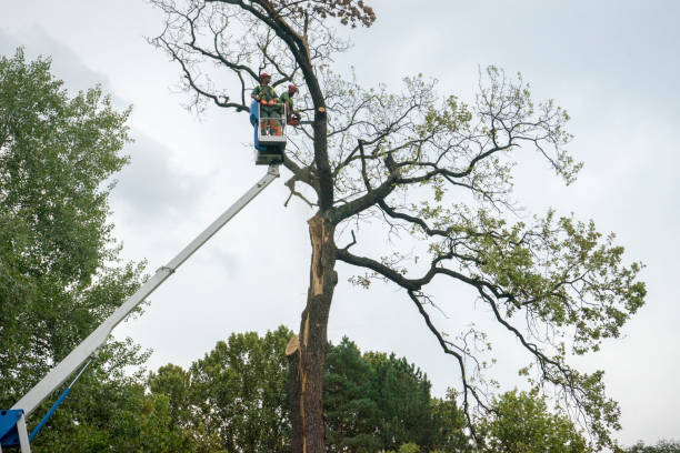 Why Choose Our Tree Removal Services in North Conway, NH?