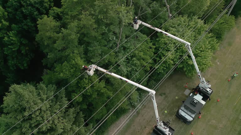 Best Tree Risk Assessment  in North Conway, NH