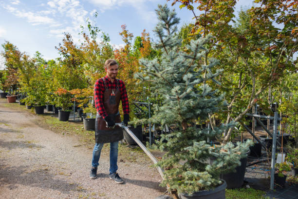 Best Emergency Tree Removal  in North Conway, NH