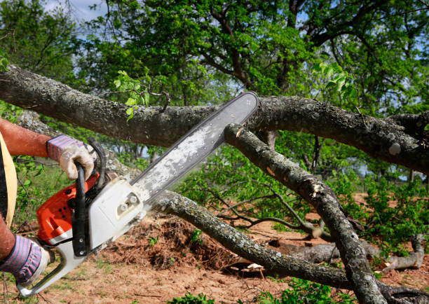 Best Tree Cabling and Bracing  in North Conway, NH